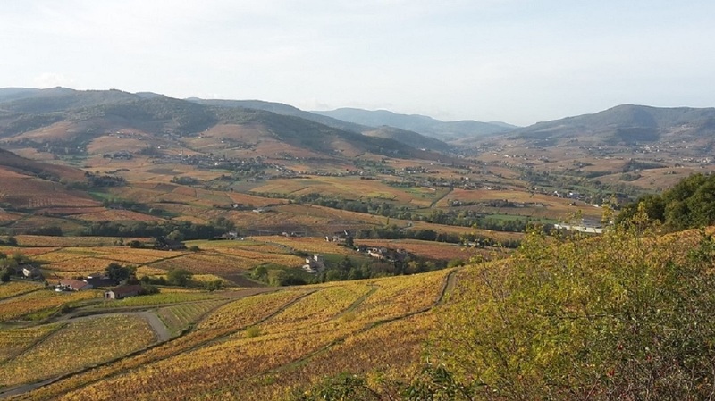 chambres-hotes-florilege-saint-bernard-beaujolais-mont-brouilly