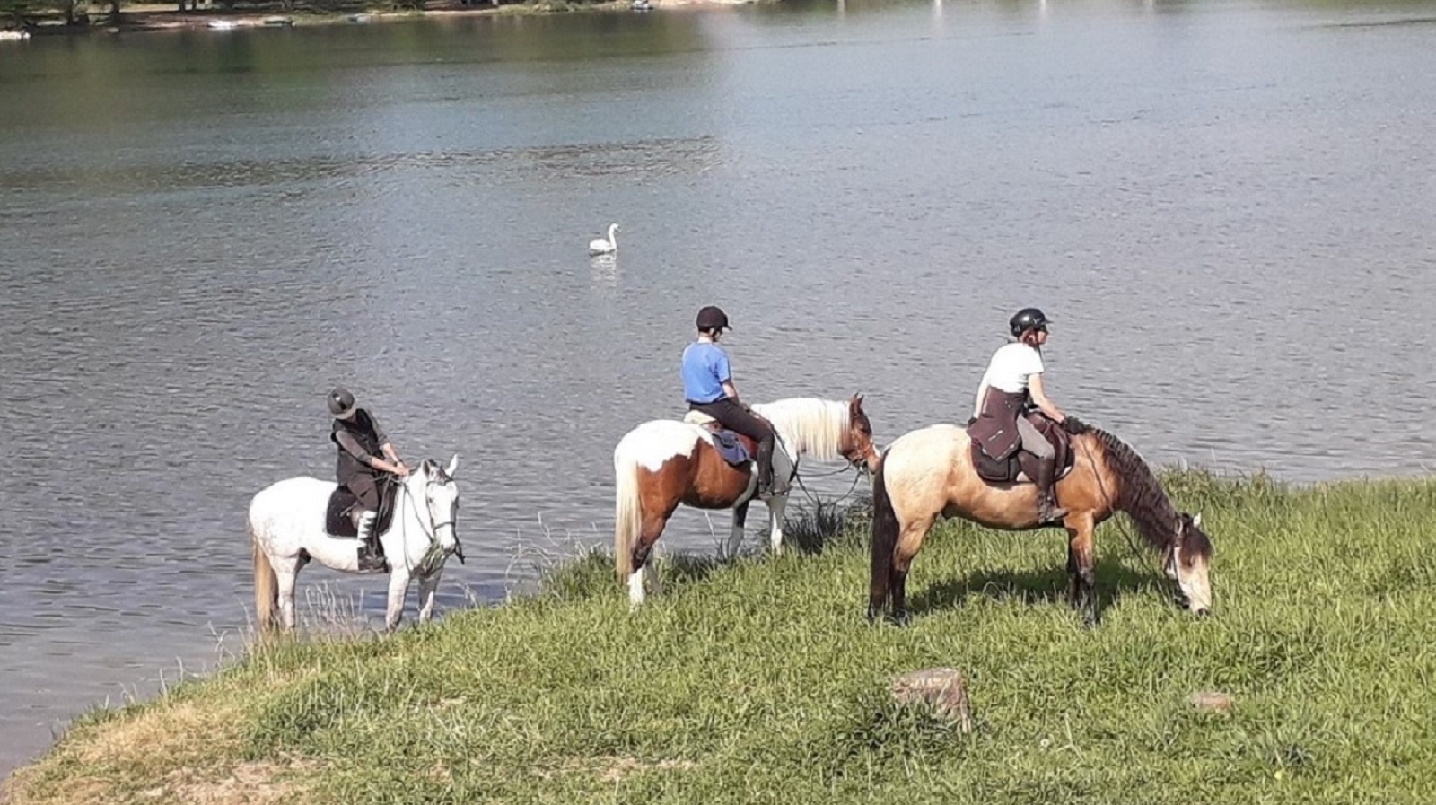 chambres-hotes-saint-bernard-florilege-chevaux-bord-de-saone