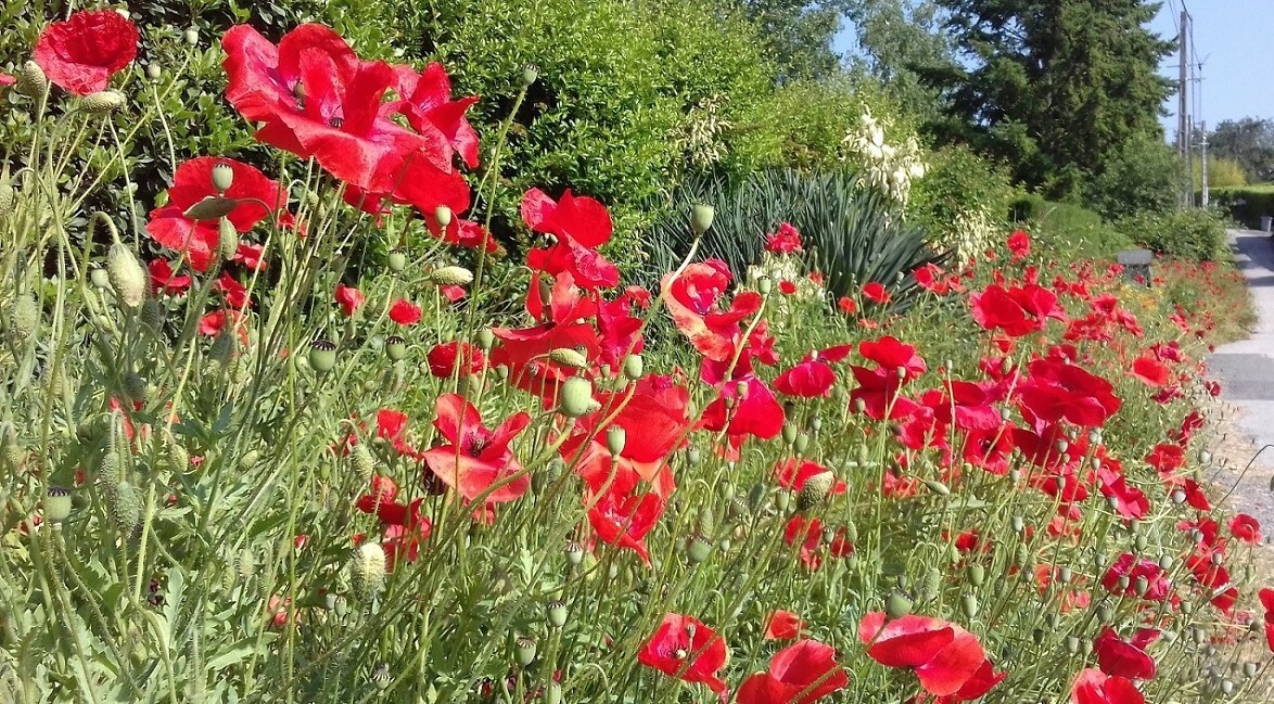 chambres-hotes-saint-bernard-florilege-coquelicots